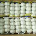 pure white garlic for egypt and Europe market